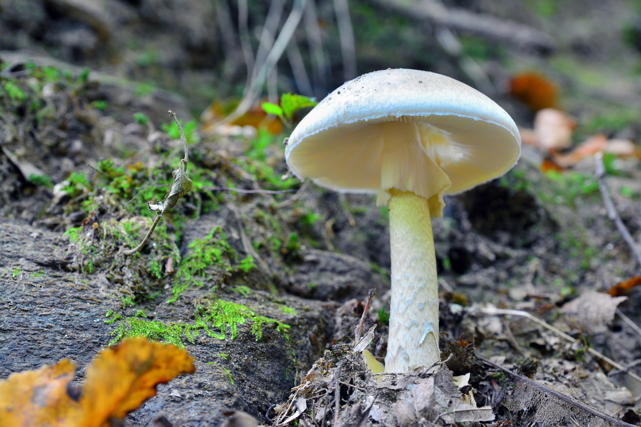 mushroom poisoning: death cap