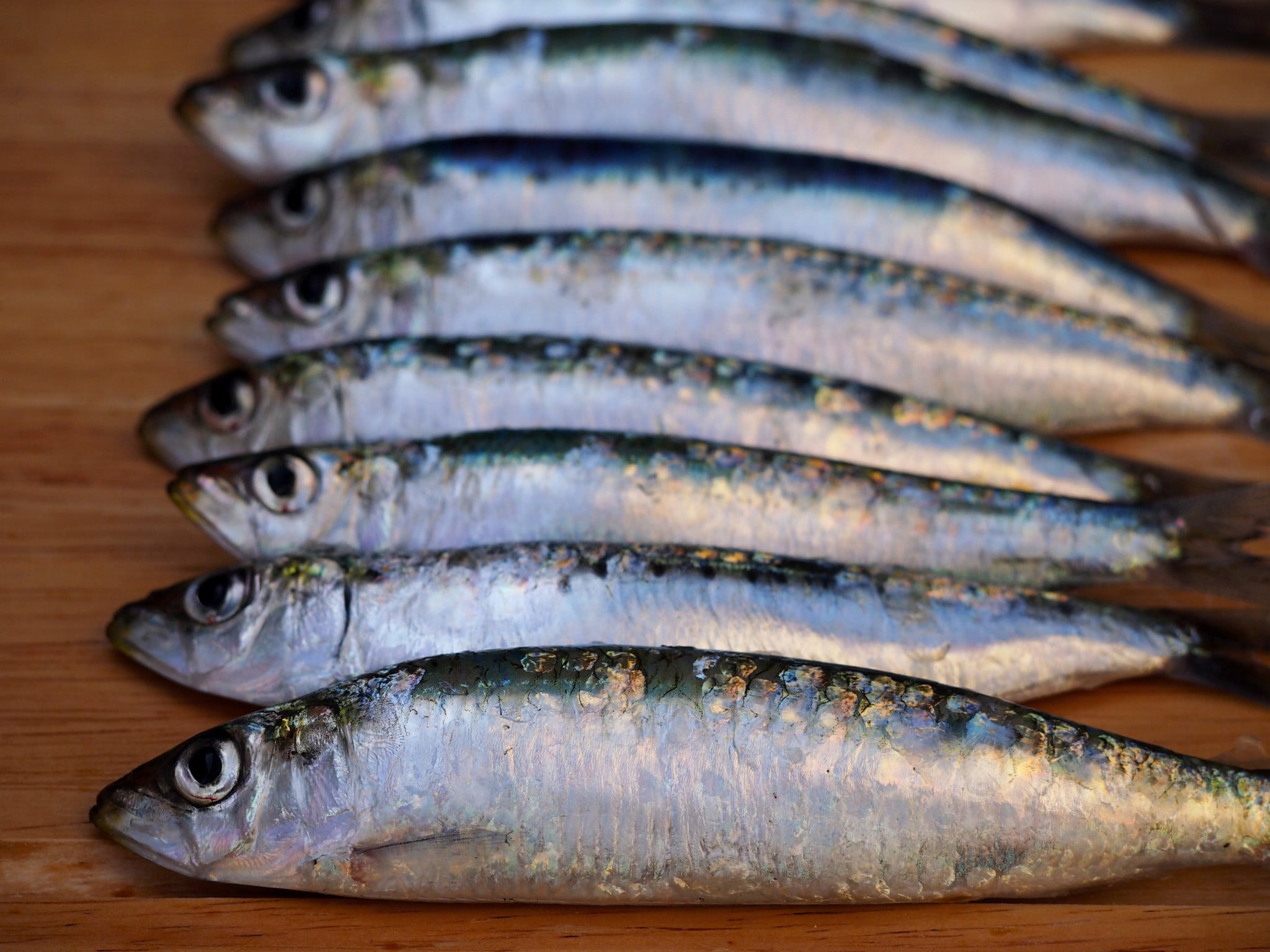 oily fish - sardines in a row