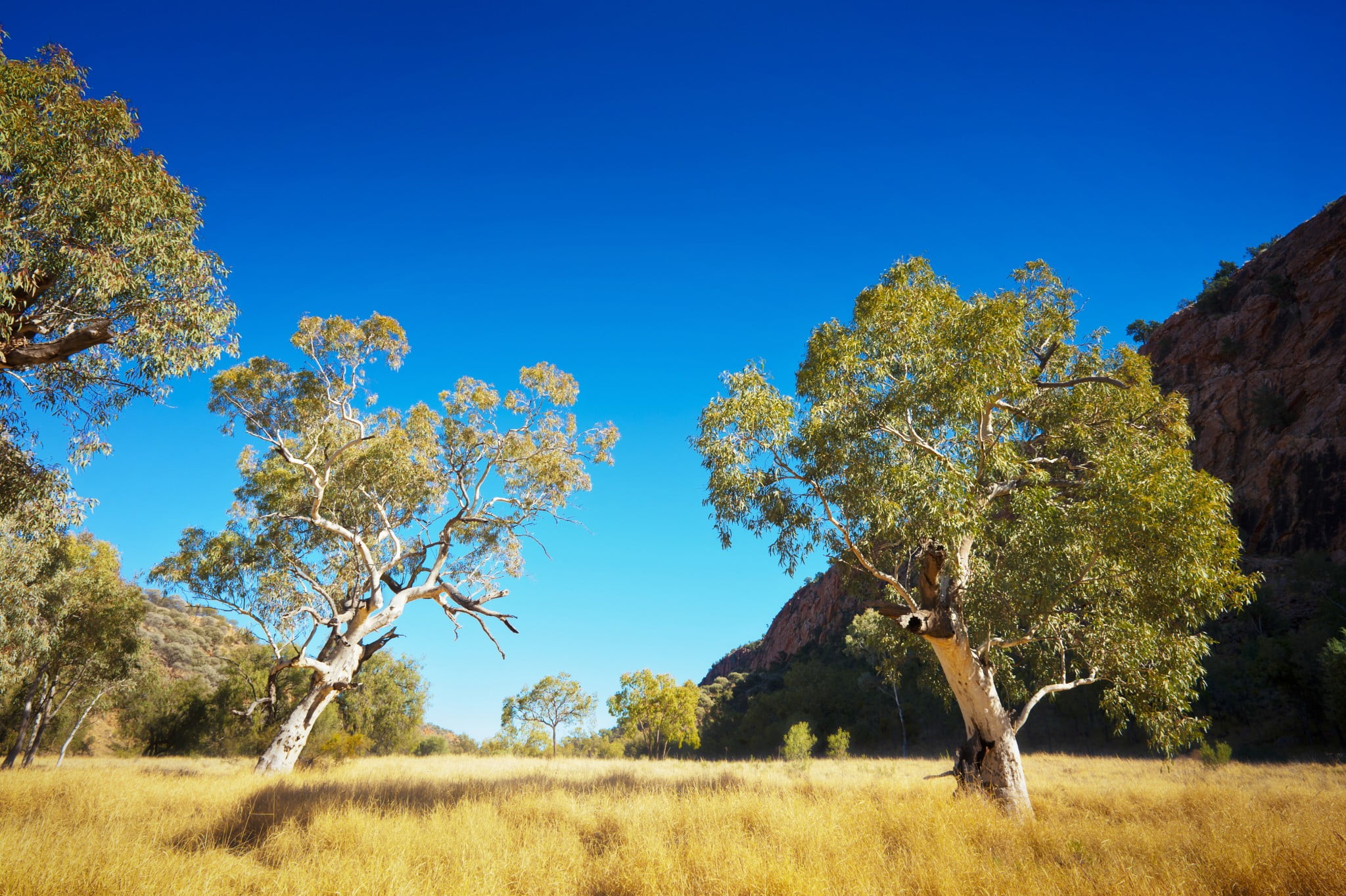 rural pharmacy: pretty rural scene with gum trees and blue sky