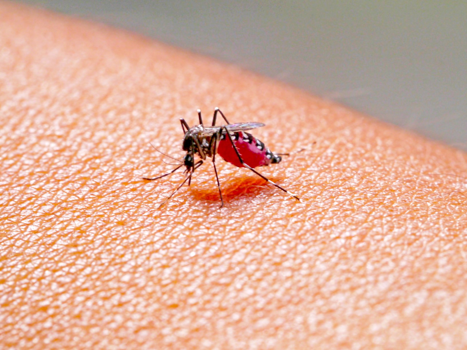 mosquito on arm filling with blood
