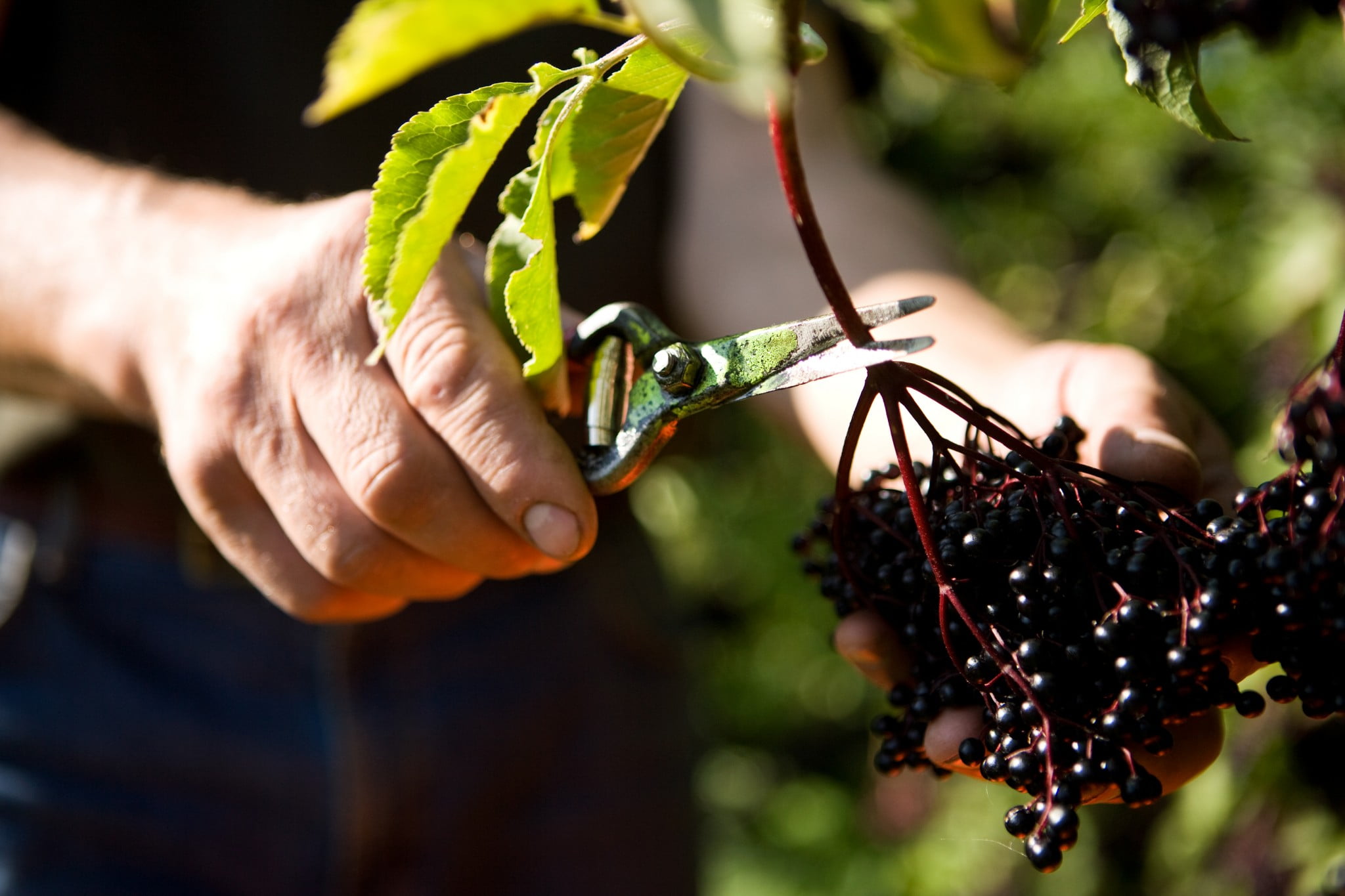 elderberry bush with berries being picked