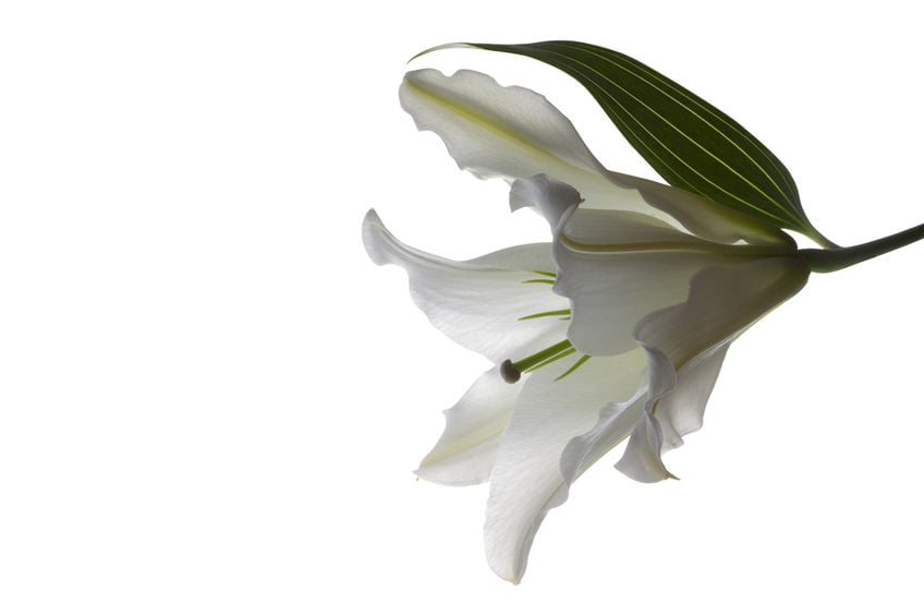 Funeral lily