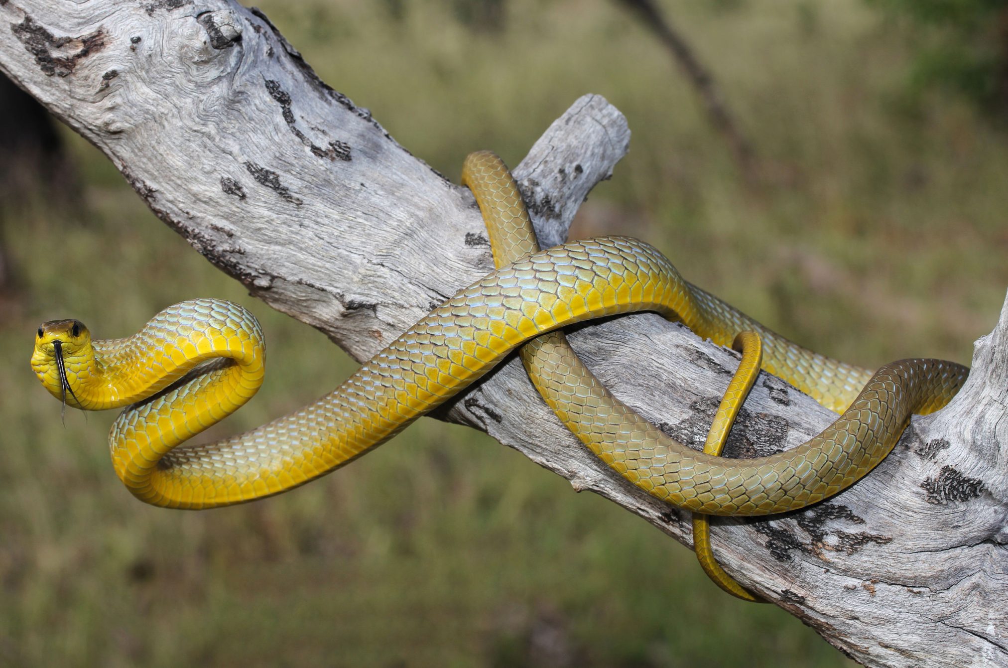 58675188 - the common tree snake, dendrelaphis punctulatus, is a slender, large-eyed, non-venomous, diurnal snake of many parts of australia, especially in the northern and eastern coastal areas.