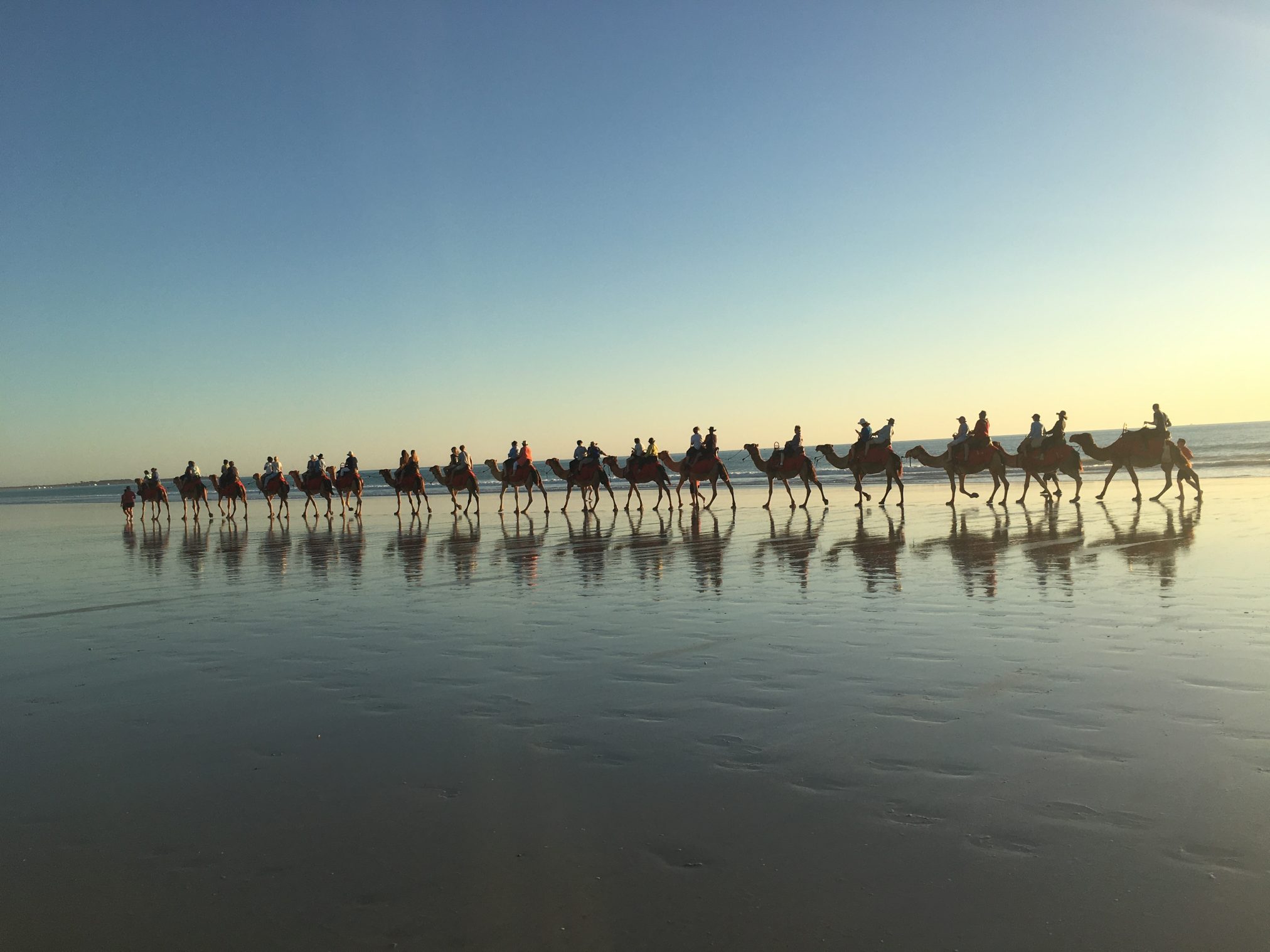 camels at Pharmeducation conference, Broome