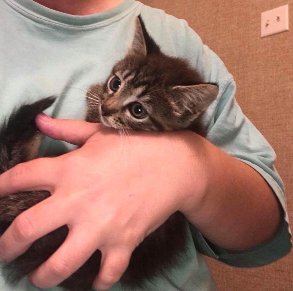 Quinn the kitten. Image: Southern Cross Animal Rescue via Facebook.