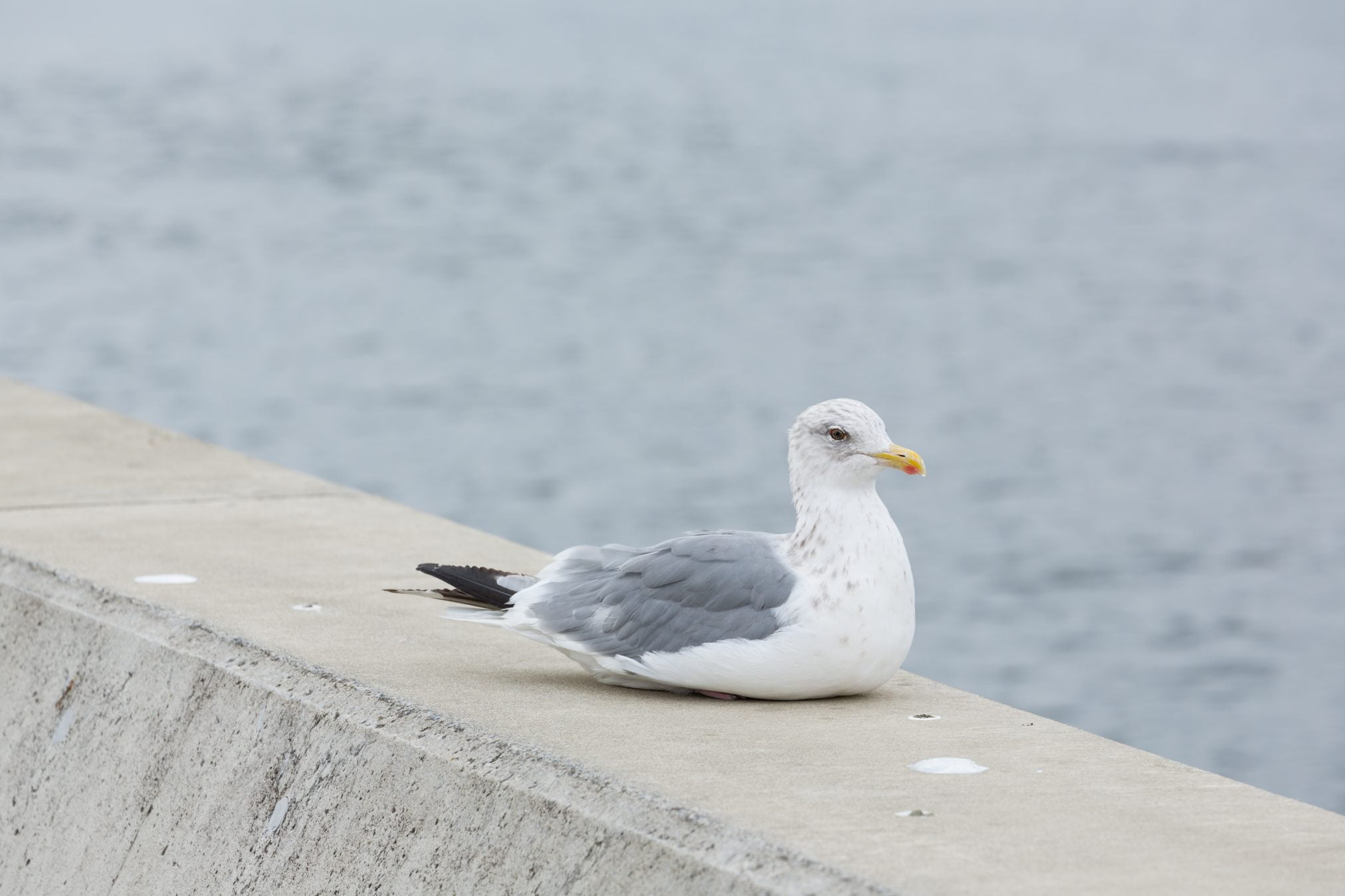 seagull sitting on a wall