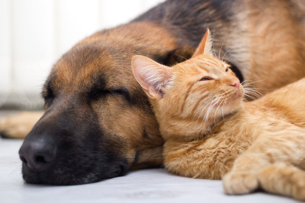cat and dog snoozing