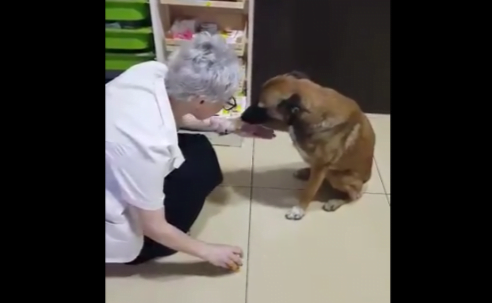 woman helping brown dog