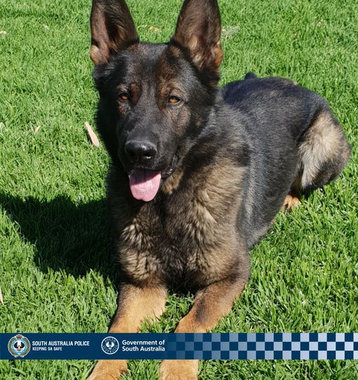 Police dog Axe. Image courtesy South Australia police via Facebook.